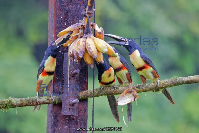 : Collared Aracari - group on feeder Pteroglossus torquatus Bo : Collared Aracari - group on feeder Pteroglossus torquatus Bo