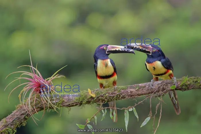 : Collared Aracari - pair Pteroglossus torquatus Boco Tapada : Collared Aracari - pair Pteroglossus torquatus Boco Tapada