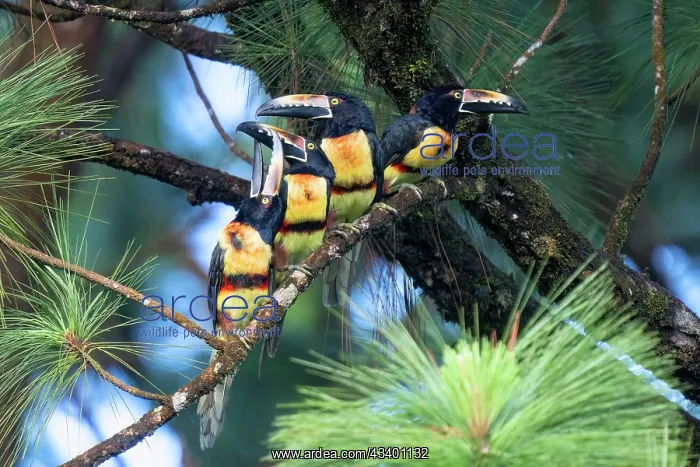 : Collared Aracari, Pteroglossus torquatus : Collared Aracari, Pteroglossus torquatus