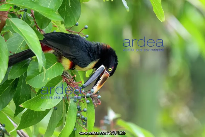 : Collared Aracari, Pteroglossus torquatus : Collared Aracari, Pteroglossus torquatus