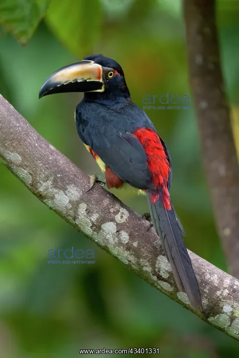 : Collared Aracari, Pteroglossus torquatus : Collared Aracari, Pteroglossus torquatus