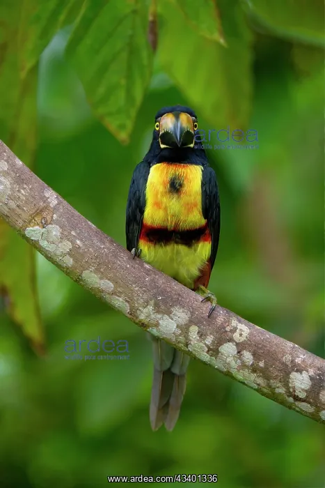 : Collared Aracari, Pteroglossus torquatus : Collared Aracari, Pteroglossus torquatus