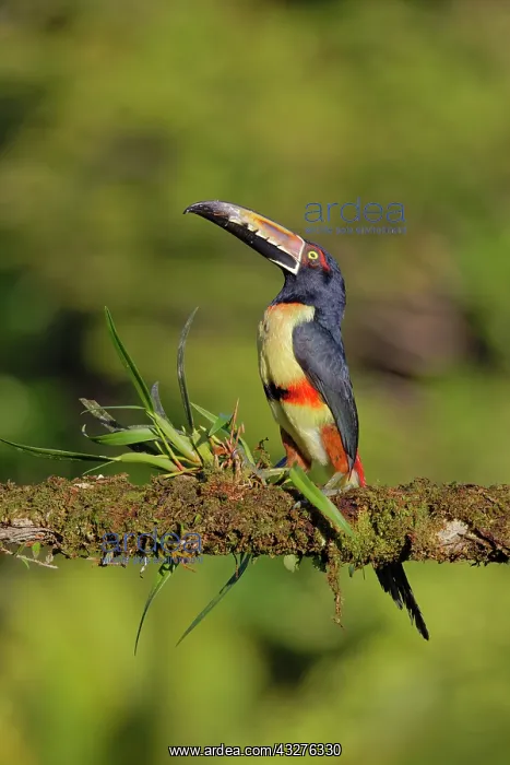 : Collared Aracari Pteroglossus torquatus Boco Tapada, Costa R : Collared Aracari Pteroglossus torquatus Boco Tapada, Costa R