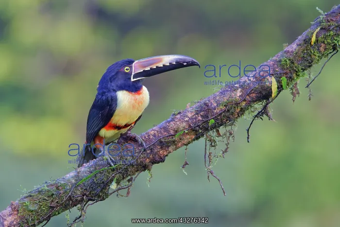 : Collared Aracari Pteroglossus torquatus Boco Tapada, Costa R : Collared Aracari Pteroglossus torquatus Boco Tapada, Costa R
