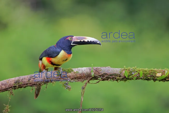 : Collared Aracari Pteroglossus torquatus Boco Tapada, Costa R : Collared Aracari Pteroglossus torquatus Boco Tapada, Costa R