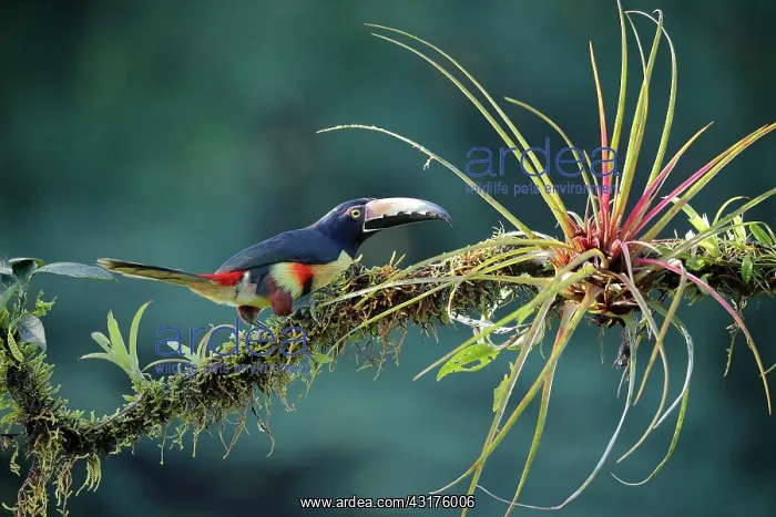 : Collared aracari (Pteroglossus torquatus) on branch : Collared aracari (Pteroglossus torquatus) on branch
