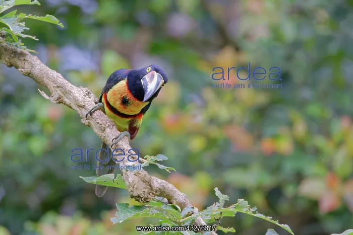 : Collared Aracari Pteroglossus torquatus Cartago Province, Co : Collared Aracari Pteroglossus torquatus Cartago Province, Co