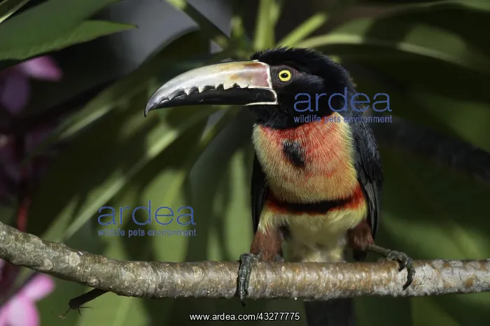 : Collared Aracari (Pteroglossus torquatus), Corozal : Collared Aracari (Pteroglossus torquatus), Corozal