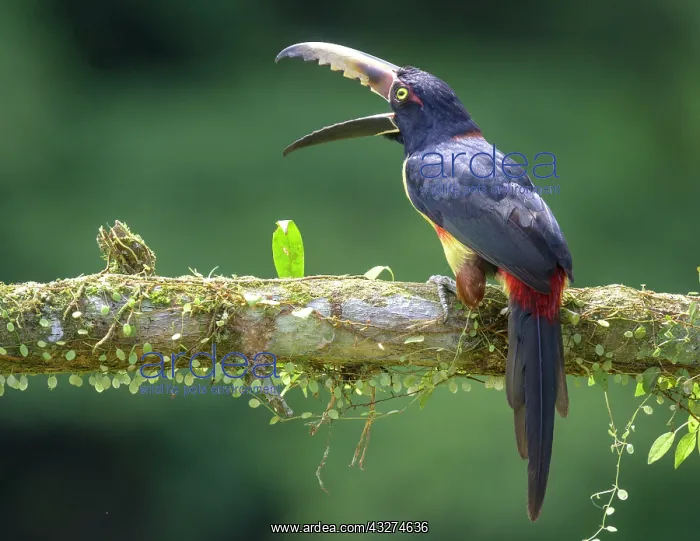 : Collared aracari (Pteroglossus torquatus), Laguna : Collared aracari (Pteroglossus torquatus), Laguna