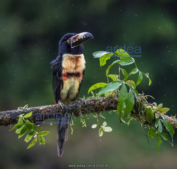 : Collared Aracari (Pteroglossus torquatus) perch : Collared Aracari (Pteroglossus torquatus) perch