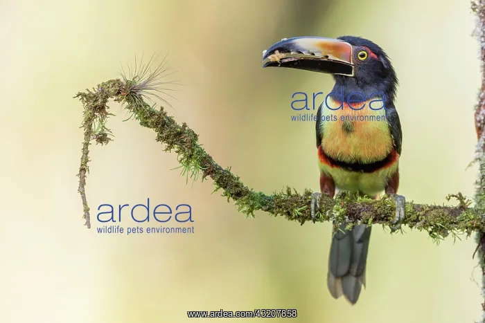 : Collared aracari (Pteroglossus torquatus) with piece : Collared aracari (Pteroglossus torquatus) with piece