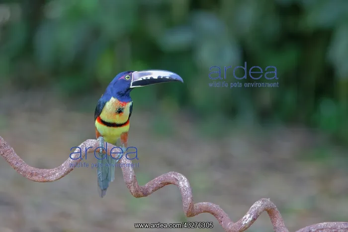 : Collared Aracari Pteroglossus torquatus Sarapiqui, Costa Ric : Collared Aracari Pteroglossus torquatus Sarapiqui, Costa Ric