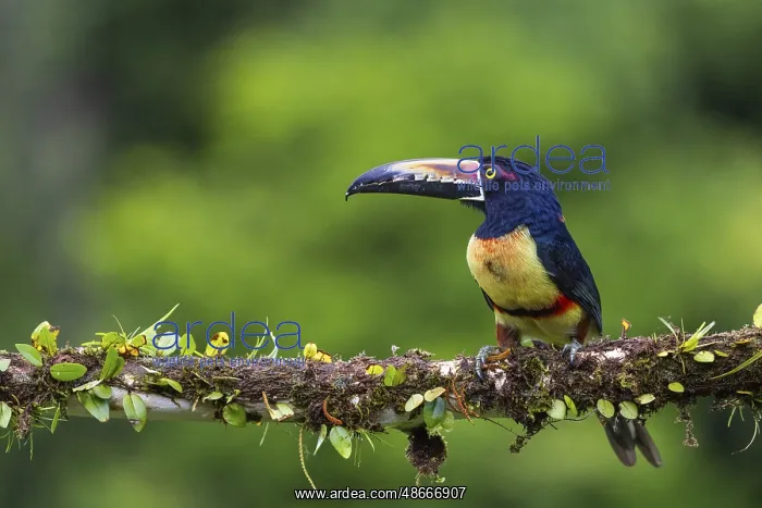 : Collared Aracari (Pteroglossus torquatus), Toucans : Collared Aracari (Pteroglossus torquatus), Toucans
