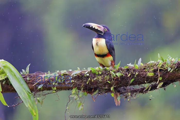: Collared Aracari - in rain Pteroglossus torquatus Boco Tapad : Collared Aracari - in rain Pteroglossus torquatus Boco Tapad