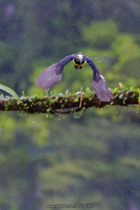 : Collared Aracari - taking off Pteroglossus torquatus Boco Ta : Collared Aracari - taking off Pteroglossus torquatus Boco Ta