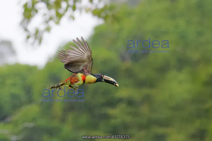 : Collared Aracari - taking off Pteroglossus torquatus Boco Ta : Collared Aracari - taking off Pteroglossus torquatus Boco Ta