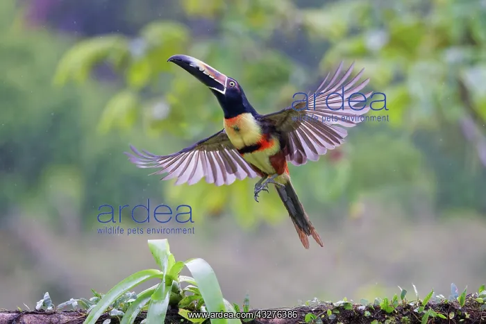 : Collared Aracari - taking off Pteroglossus torquatus Boco Ta : Collared Aracari - taking off Pteroglossus torquatus Boco Ta