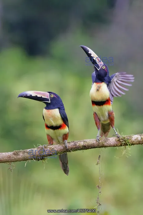 : Collared Aracari - taking off Pteroglossus torquatus Boco Ta : Collared Aracari - taking off Pteroglossus torquatus Boco Ta