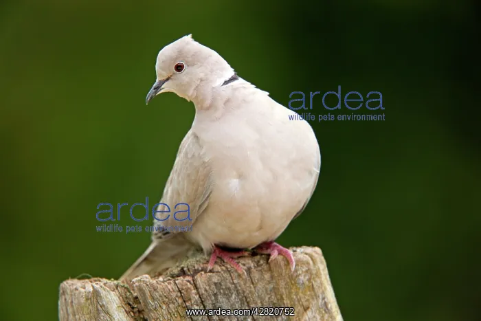 : Collared Dove : Collared Dove