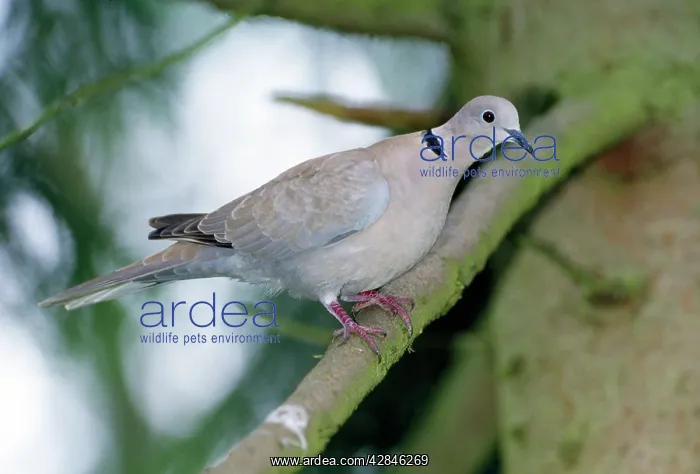 : Collared Dove : Collared Dove