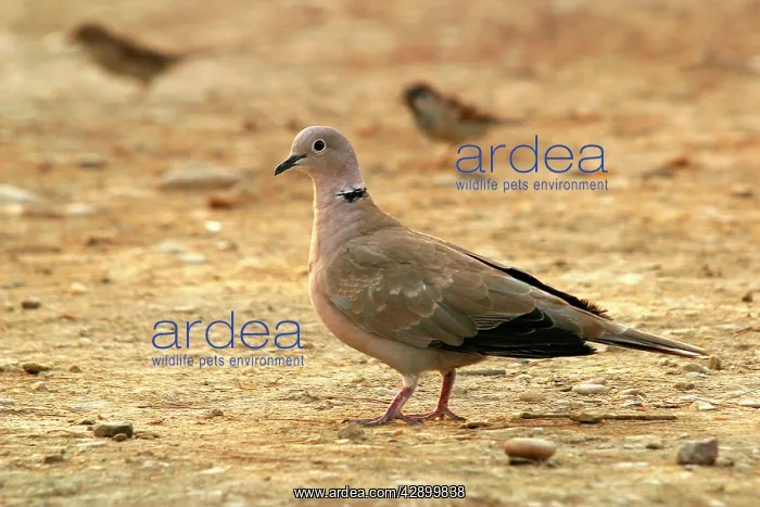 : Collared Dove : Collared Dove