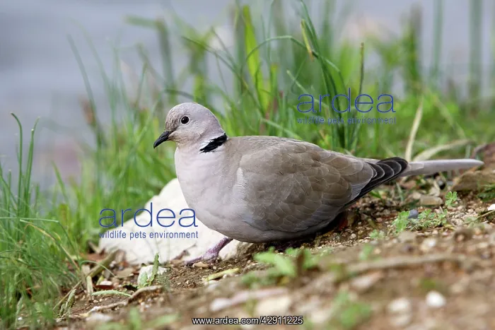: Collared Dove : Collared Dove
