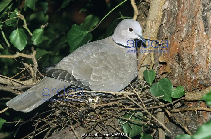 : Collared Dove : Collared Dove