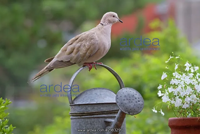 : Collared Dove : Collared Dove