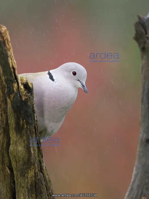 : Collared Dove : Collared Dove