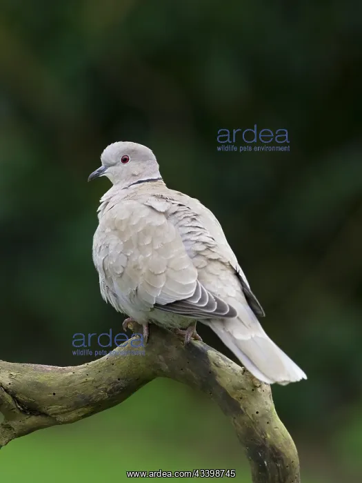 : Collared Dove : Collared Dove