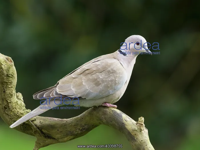 : Collared Dove : Collared Dove
