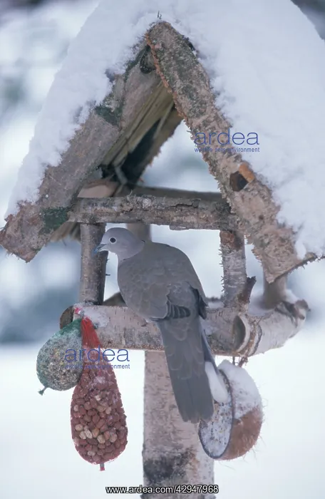 : Collared Dove - Adult on birdtable during winter : Collared Dove - Adult on birdtable during winter