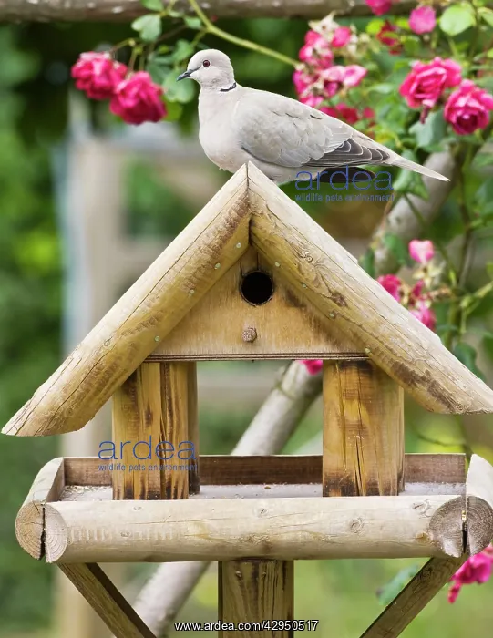 : Collared Dove - on bird table in garden : Collared Dove - on bird table in garden