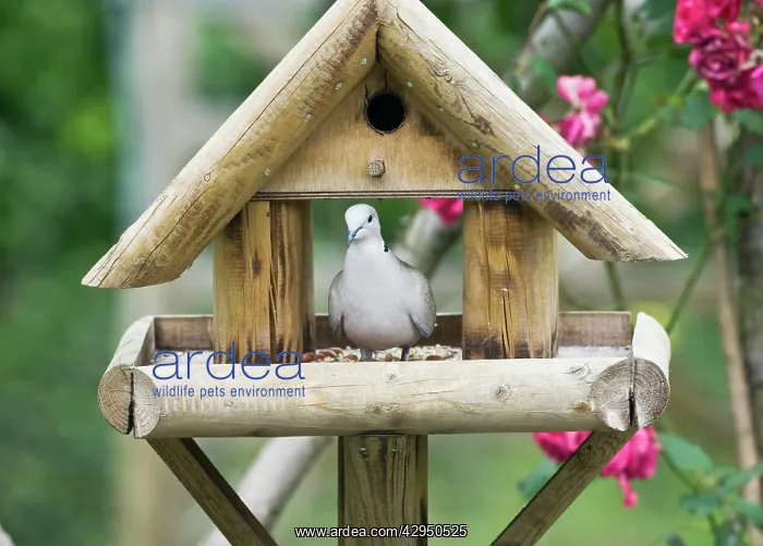 : Collared Dove - on bird table in garden : Collared Dove - on bird table in garden