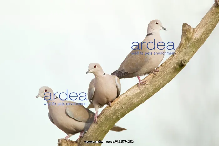 : Collared Dove - three on branch : Collared Dove - three on branch