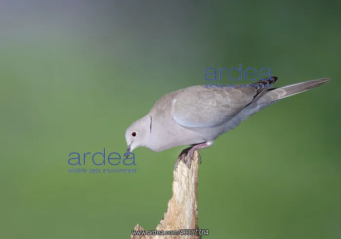 : Collared Dove - on broken stump : Collared Dove - on broken stump