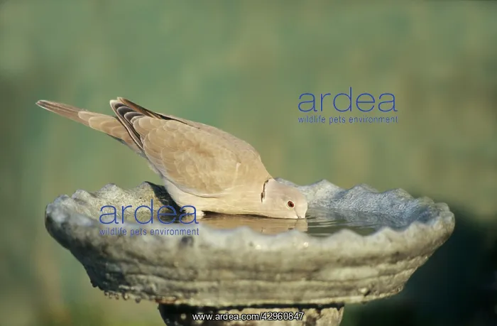 : Collared Dove - drinking from garden birdbath : Collared Dove - drinking from garden birdbath