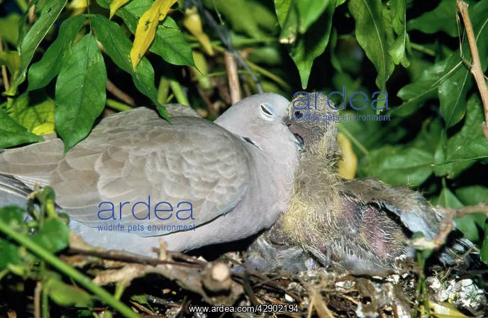 : Collared DOVE - feeding chick : Collared DOVE - feeding chick