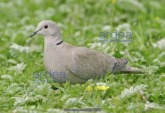 : Collared Dove - Feeding in meadow side view : Collared Dove - Feeding in meadow side view