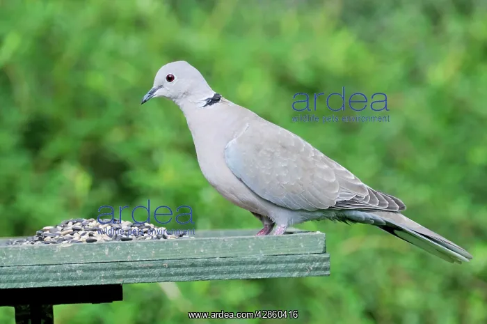 : Collared Dove - at feeding table : Collared Dove - at feeding table