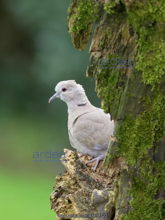 : Collared Dove - juvenile : Collared Dove - juvenile
