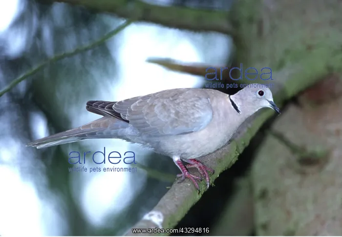 : COLLARED DOVE -ON BRANCH : COLLARED DOVE -ON BRANCH