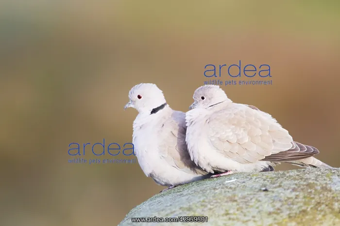 : Collared Dove - Pair on roof : Collared Dove - Pair on roof