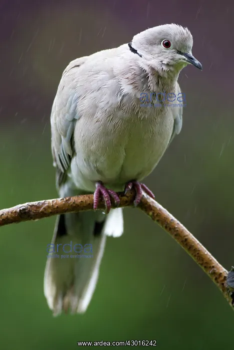 : Collared Dove perched on branch in the rain : Collared Dove perched on branch in the rain