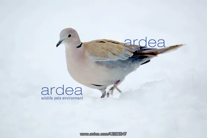 : Collared Dove - in the snow : Collared Dove - in the snow