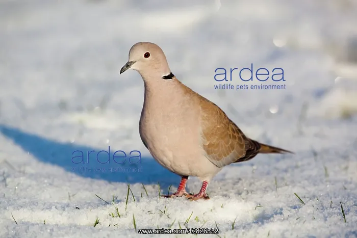 : Collared Dove - in the snow : Collared Dove - in the snow