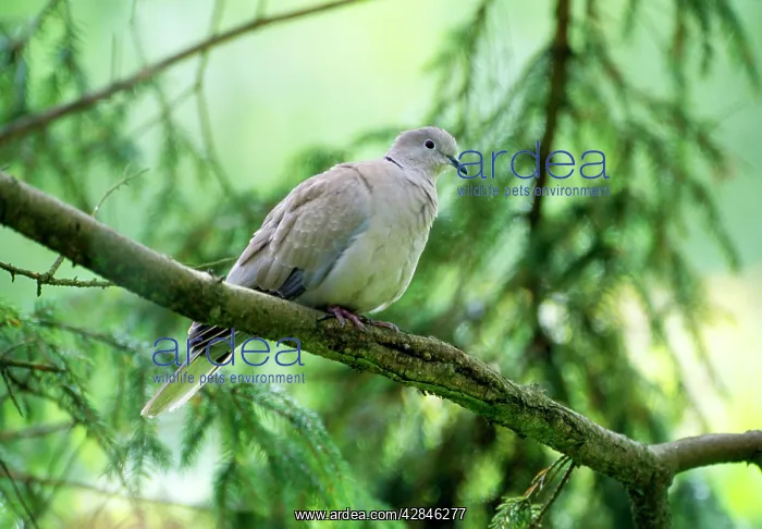 : Collared Dove - In tree : Collared Dove - In tree