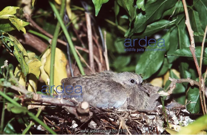 : Collared Dove - young in nest : Collared Dove - young in nest