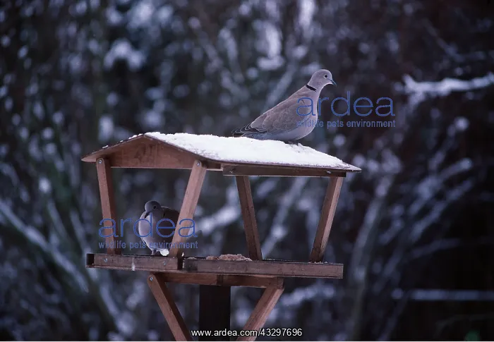 : COLLARED DOVES - two on bird table : COLLARED DOVES - two on bird table