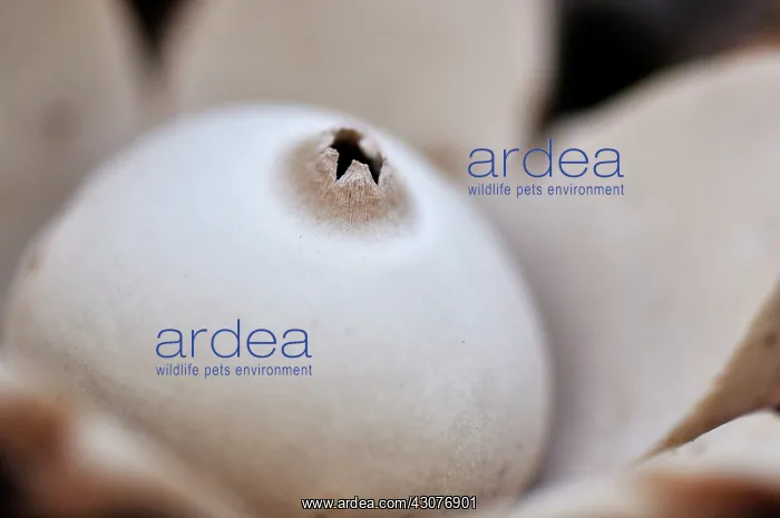 : Collared Earthstar : Collared Earthstar